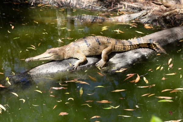 Hartleys Croc Farm (1)